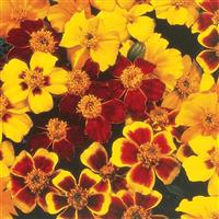 Disco Mix French Marigold