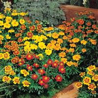 Disco Mix French Marigold