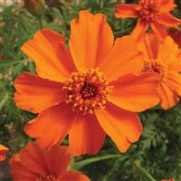 Disco Orange French Marigold