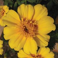 Disco Yellow French Marigold
