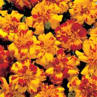 Safari Bolero French Marigold