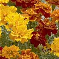 Safari Mix French Marigold