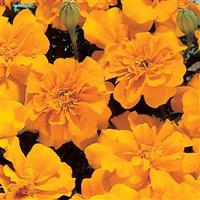 Safari Orange French Marigold