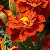 Safari Red French Marigold