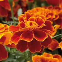 Safari Scarlet French Marigold