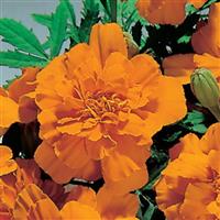Safari Tangerine French Marigold