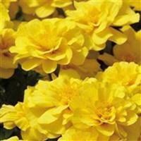 Safari Yellow French Marigold