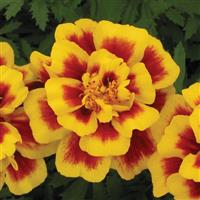 Safari Yellow Fire French Marigold