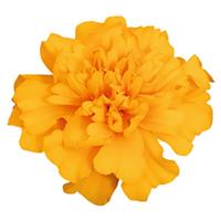 Super Hero Gold French Marigold