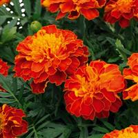 Super Hero Harmony French Marigold