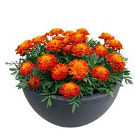Super Hero Harmony French Marigold