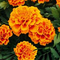 Super Hero Orange Flame French Marigold