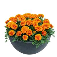 Super Hero Orange Flame French Marigold