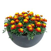 Super Hero Spry French Marigold