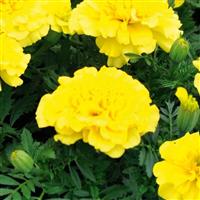 Super Hero Yellow French Marigold