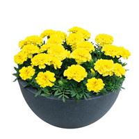 Super Hero Yellow French Marigold