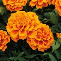Super Hero Orange Bee French Marigold