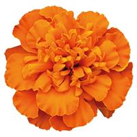 Super Hero Deep Orange French Marigold