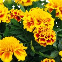 Super Hero Yellow Bee French Marigold