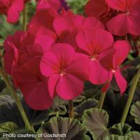 BullsEye Cherry Geranium