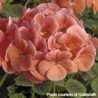 BullsEye Salmon Geranium