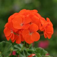 Horizon Orange Geranium
