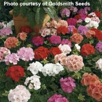 Maverick Mix Geranium