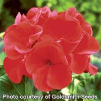 Maverick Red Geranium