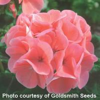 Maverick Salmon Geranium