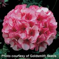 Maverick Star Geranium