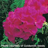 Maverick Violet Geranium