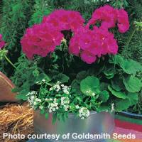 Maverick Violet Geranium