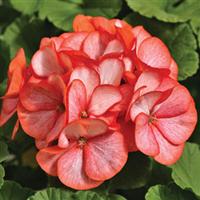 Maverick Scarlet Picotee Geranium