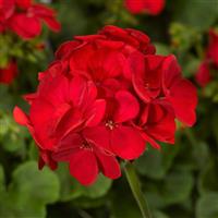 Multibloom Red Geranium