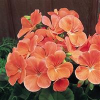 Multibloom Salmon Geranium