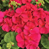 Multibloom Violet Geranium