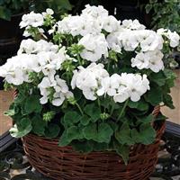 Multibloom White Geranium
