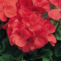 Multibloom Capri Geranium