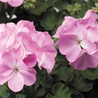 Pinto Premium Lavender Geranium