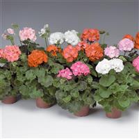 Pinto Premium Mix Geranium
