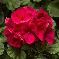 Pinto Premium Violet Geranium