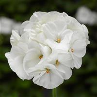 Pinto Premium White Geranium