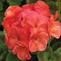 Pinto Premium Salmon Splash Geranium