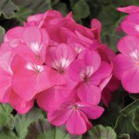 Pinto Premium Deep Rose Geranium