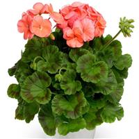 Pinto Premium Deep Salmon Geranium