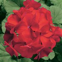 Ringo 2000 Cardinal Geranium