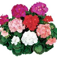 Ringo 2000 Mix Geranium