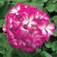 Ringo 2000 Rose Star Geranium