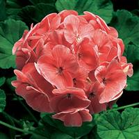 Ringo 2000 Salmon Geranium