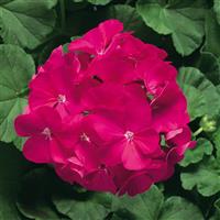 Ringo 2000 Violet Geranium